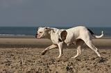 BOULEDOGUE AMERICAIN 209